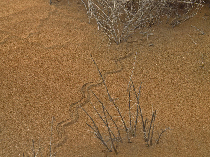 Swakopmund, Fitzsimon's Burrowing Skink